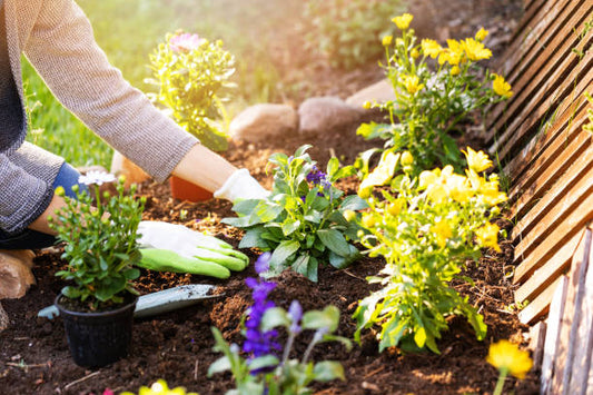 Sustainable Gardening: How to Grow an Eco-Friendly Garden