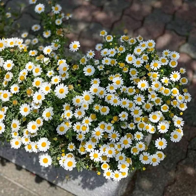 Collection de graines de fleurs sauvages – Variétés de fleurs variées pour des jardins colorés et propices aux pollinisateurs