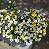 Collection de graines de fleurs sauvages – Variétés de fleurs variées pour des jardins colorés et propices aux pollinisateurs