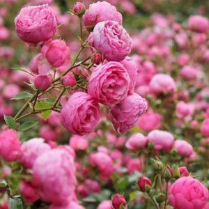 Climbing Rose Seeds – Four-Season Blooming Varieties for Walls, Fences & Trellises
