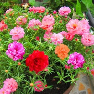 Collection de graines de fleurs sauvages – Variétés de fleurs variées pour des jardins colorés et propices aux pollinisateurs