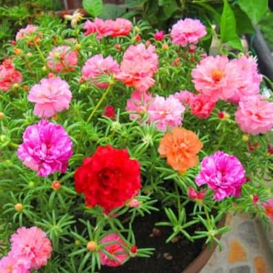 Collection de graines de fleurs sauvages – Variétés de fleurs variées pour des jardins colorés et propices aux pollinisateurs