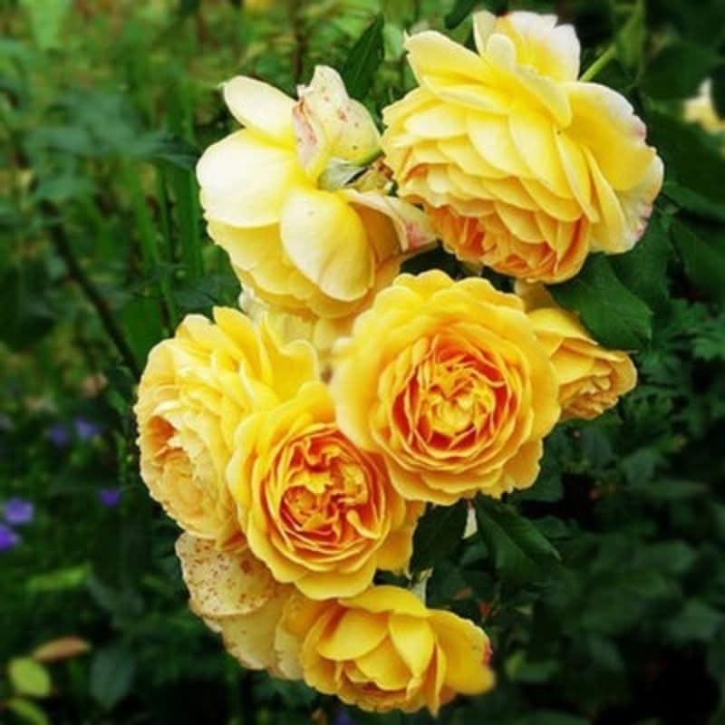 Climbing Rose Seeds – Four-Season Blooming Varieties for Walls, Fences & Trellises