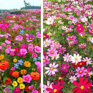 Collection de graines de fleurs sauvages – Variétés de fleurs variées pour des jardins colorés et propices aux pollinisateurs