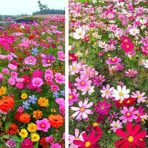 Collection de graines de fleurs sauvages – Variétés de fleurs variées pour des jardins colorés et propices aux pollinisateurs