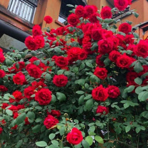 Climbing Rose Seeds – Four-Season Blooming Varieties for Walls, Fences & Trellises