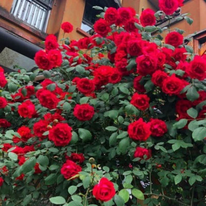 Climbing Rose Seeds – Four-Season Blooming Varieties for Walls, Fences & Trellises