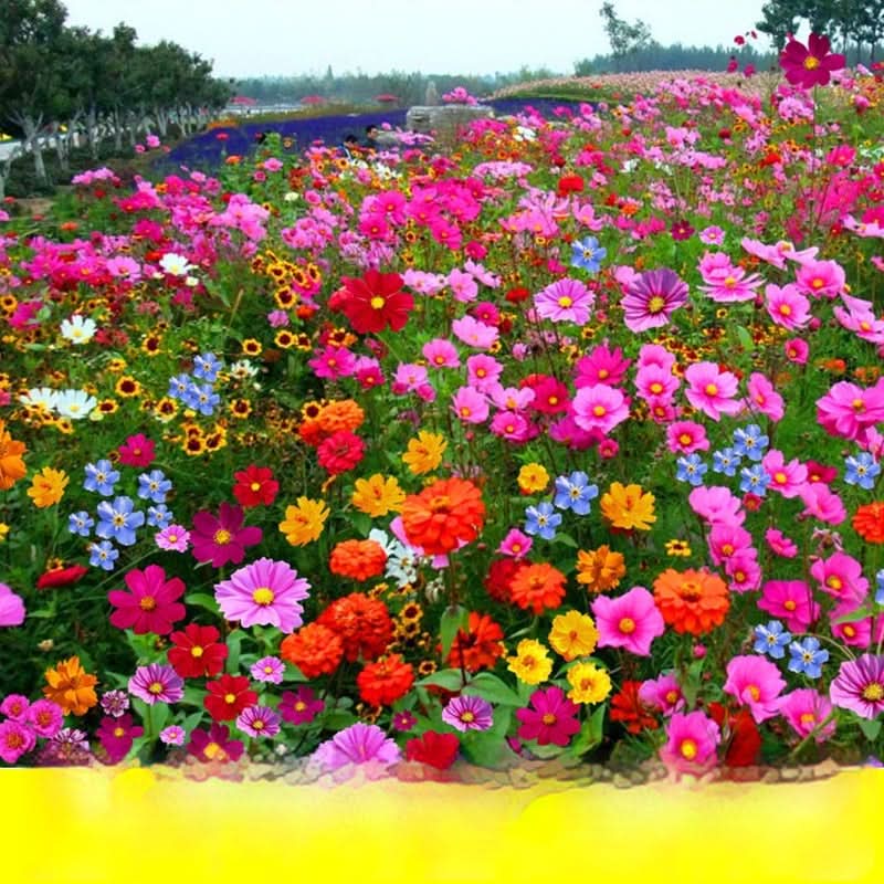 Collection de graines de fleurs sauvages – Variétés de fleurs variées pour des jardins colorés et propices aux pollinisateurs
