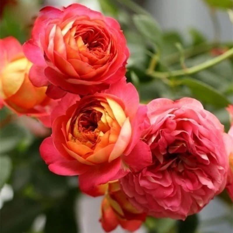 Climbing Rose Seeds – Four-Season Blooming Varieties for Walls, Fences & Trellises