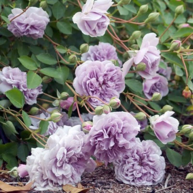 Climbing Rose Seeds – Four-Season Blooming Varieties for Walls, Fences & Trellises