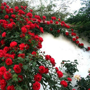 Climbing Rose Seeds – Four-Season Blooming Varieties for Walls, Fences & Trellises
