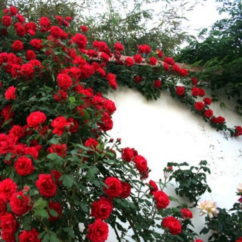 Climbing Rose Seeds – Four-Season Blooming Varieties for Walls, Fences & Trellises