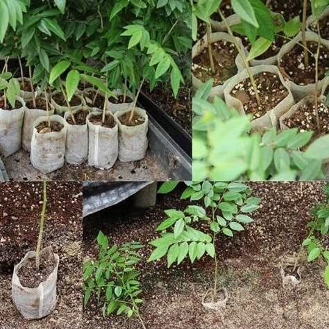Non-Woven Seedling Bag – Breathable Nursery Grow Bag for Home & Balcony Gardening