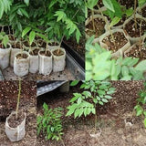 Non-Woven Seedling Bag – Breathable Nursery Grow Bag for Home & Balcony Gardening