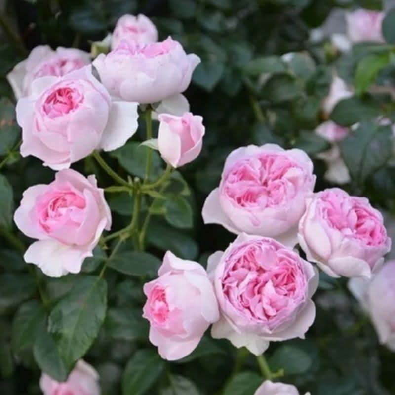 Climbing Rose Seeds – Four-Season Blooming Varieties for Walls, Fences & Trellises