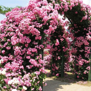 Climbing Rose Seeds – Four-Season Blooming Varieties for Walls, Fences & Trellises