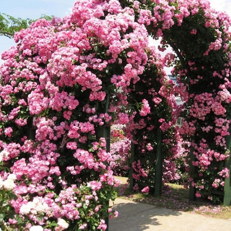 Climbing Rose Seeds – Four-Season Blooming Varieties for Walls, Fences & Trellises