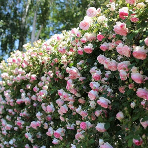Climbing Rose Seeds – Four-Season Blooming Varieties for Walls, Fences & Trellises