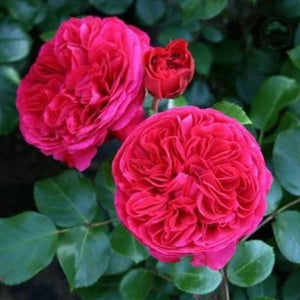 Climbing Wall Rose Seed Seeds Four Seasons Planting Outdoor Garden Flower Seeds