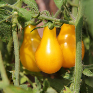 Tomato Garden Seeds - Yellow Pear - 4 Oz - Non-Gmo, Heirloom, Vegetable Gardening Seed