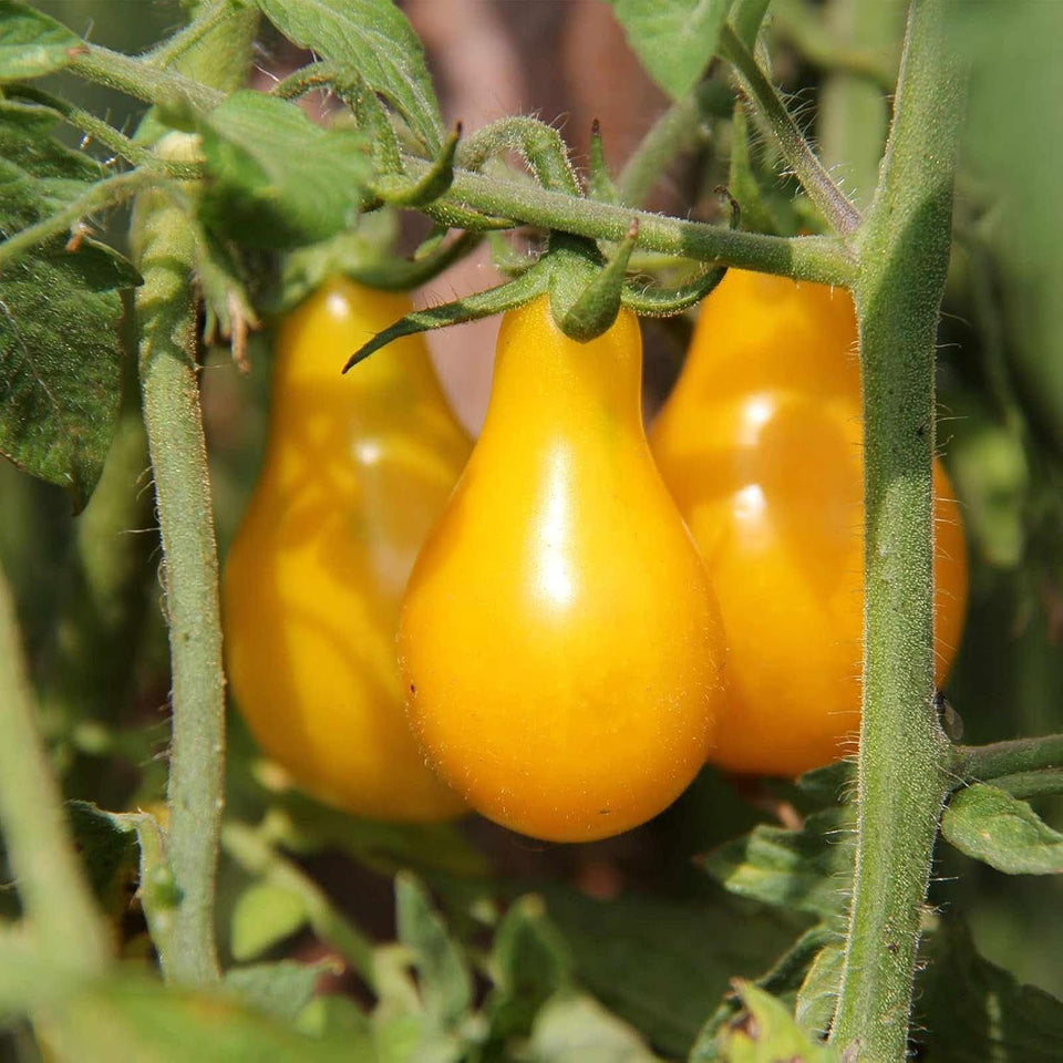 Tomato Garden Seeds - Yellow Pear - 4 Oz - Non-Gmo, Heirloom, Vegetable Gardening Seed