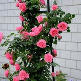 Climbing Rose Seeds – Four-Season Blooming Varieties for Walls, Fences & Trellises