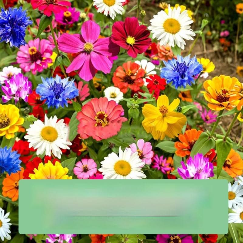 Collection de graines de fleurs sauvages – Variétés de fleurs variées pour des jardins colorés et propices aux pollinisateurs
