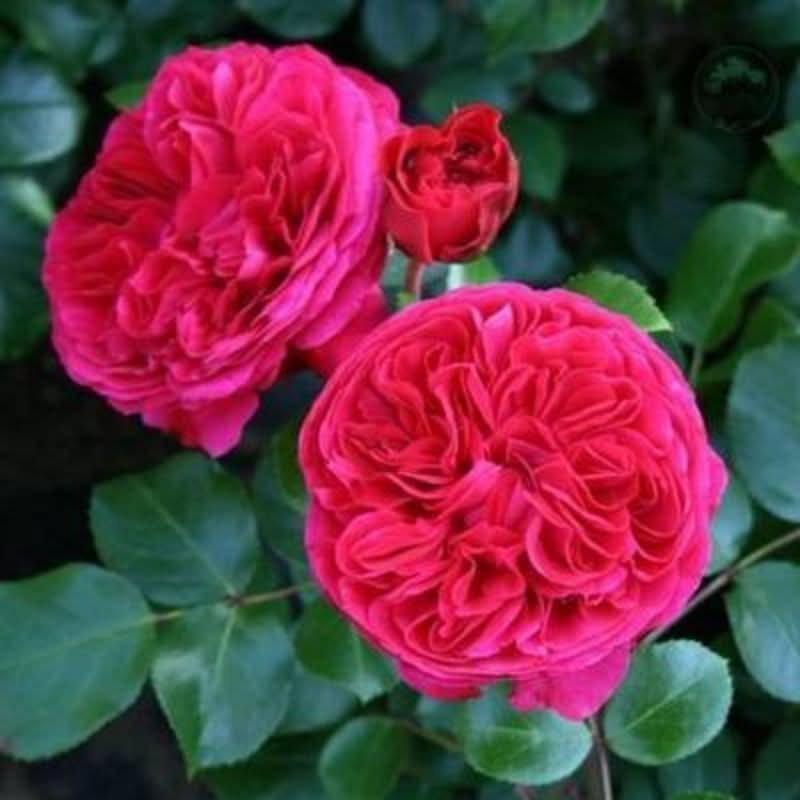 Climbing Rose Seeds – Four-Season Blooming Varieties for Walls, Fences & Trellises