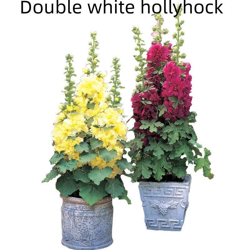 Double Petal Large Flower Seeds Of Mallow