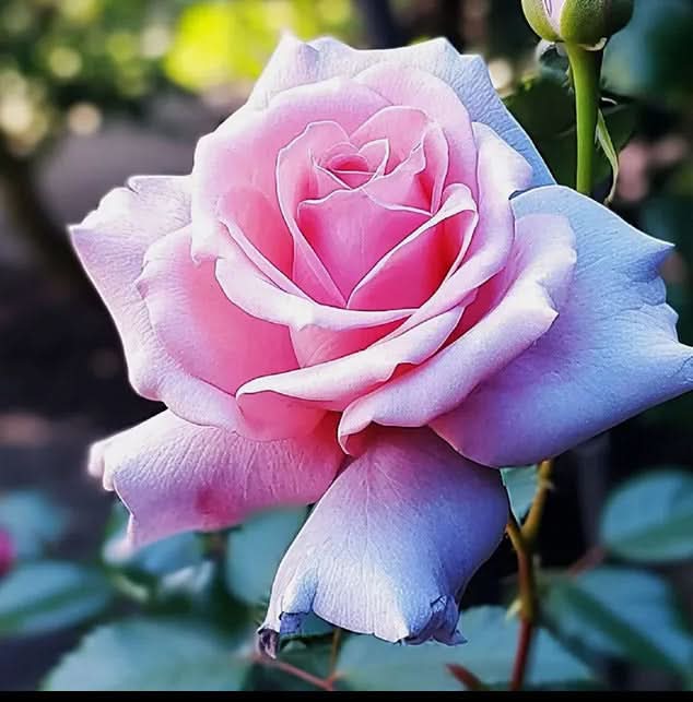 Climbing Rose Seeds – Four-Season Blooming Varieties for Walls, Fences & Trellises