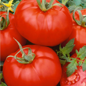 Organic Ace 55 VF Tomato Seeds - 250 Mg Packet ~90 Seeds - Determinate - Heirloom, Non-Gmo - Vegetable Gardening