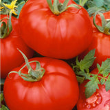 Organic Ace 55 VF Tomato Seeds - 250 Mg Packet ~90 Seeds - Determinate - Heirloom, Non-Gmo - Vegetable Gardening