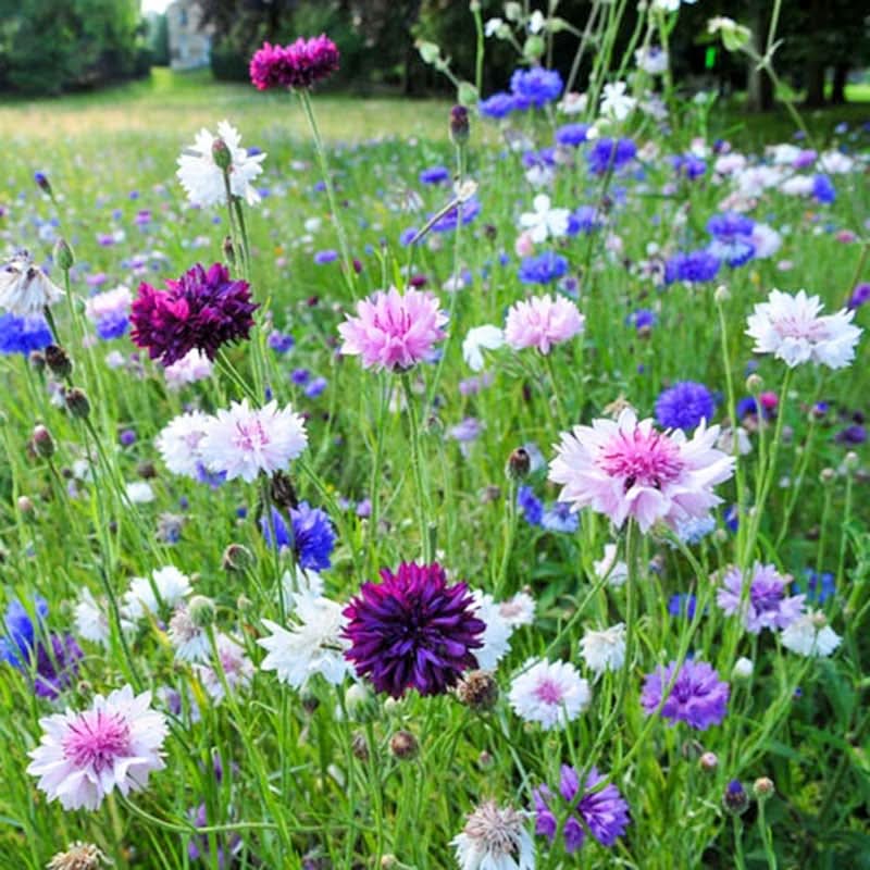 Collection de graines de fleurs sauvages – Variétés de fleurs variées pour des jardins colorés et propices aux pollinisateurs