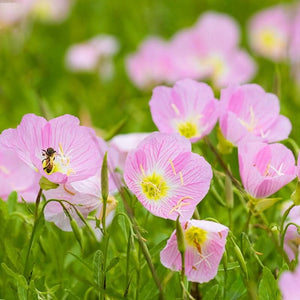Wildflower Seed Collection – Mixed Flower Varieties for Colorful, Pollinator-Friendly Gardens