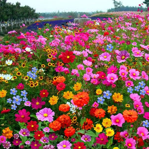 Collection de graines de fleurs sauvages – Variétés de fleurs variées pour des jardins colorés et propices aux pollinisateurs