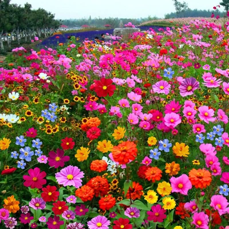 Collection de graines de fleurs sauvages – Variétés de fleurs variées pour des jardins colorés et propices aux pollinisateurs