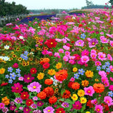 Collection de graines de fleurs sauvages – Variétés de fleurs variées pour des jardins colorés et propices aux pollinisateurs