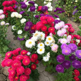 Collection de graines de fleurs sauvages – Variétés de fleurs variées pour des jardins colorés et propices aux pollinisateurs