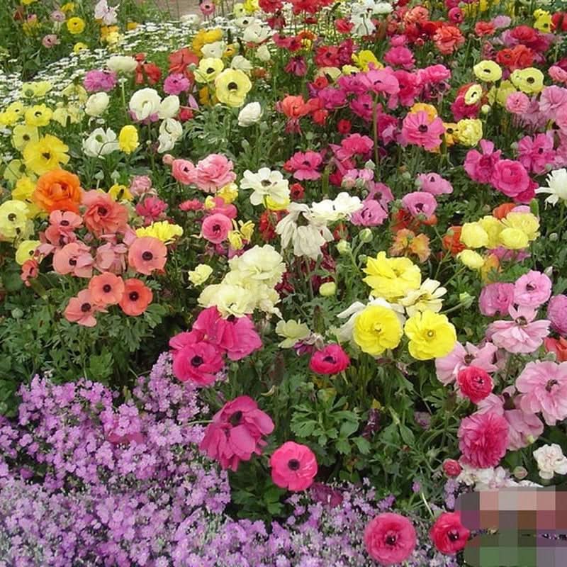 Collection de graines de fleurs sauvages – Variétés de fleurs variées pour des jardins colorés et propices aux pollinisateurs