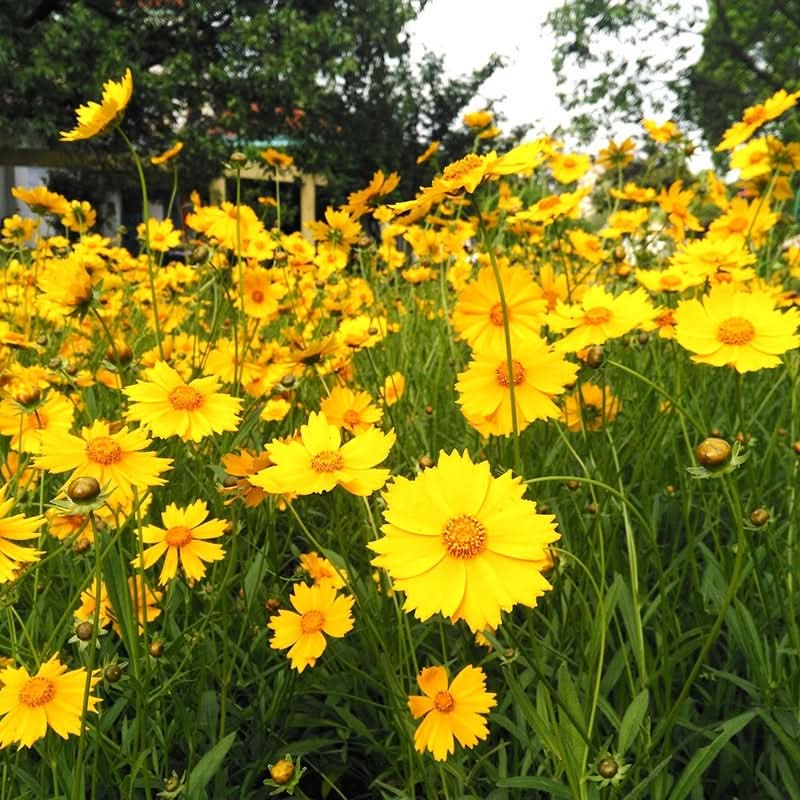 Collection de graines de fleurs sauvages – Variétés de fleurs variées pour des jardins colorés et propices aux pollinisateurs