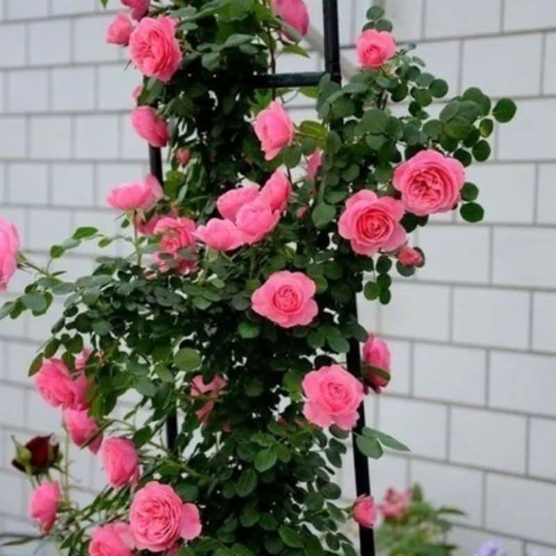Climbing Wall Rose Seed Seeds Four Seasons Planting Outdoor Garden Flower Seeds