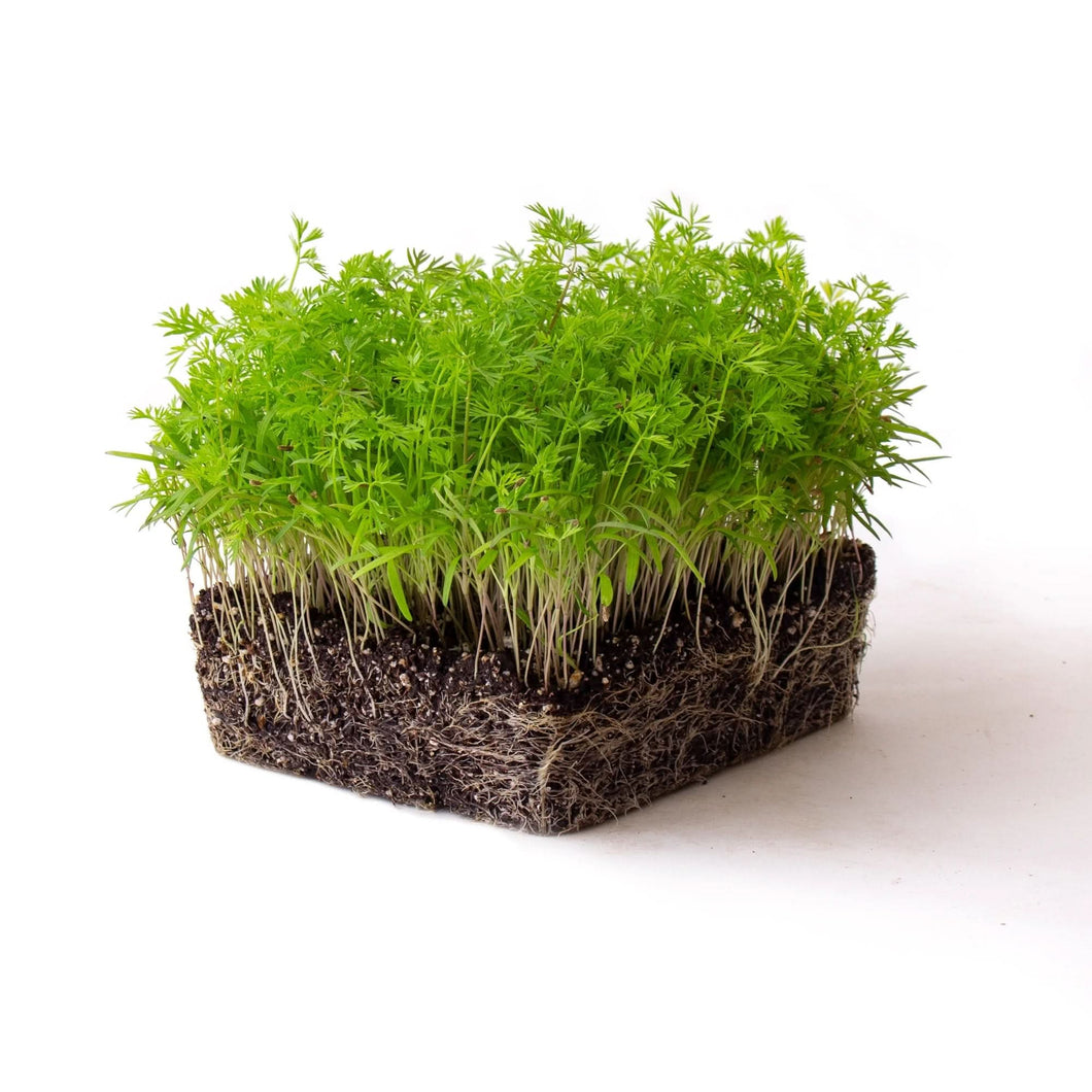 Premium Non-GMO Carrot Microgreens Seeds - 1 Lb - High Germination for Fresh, Nutritious Greens