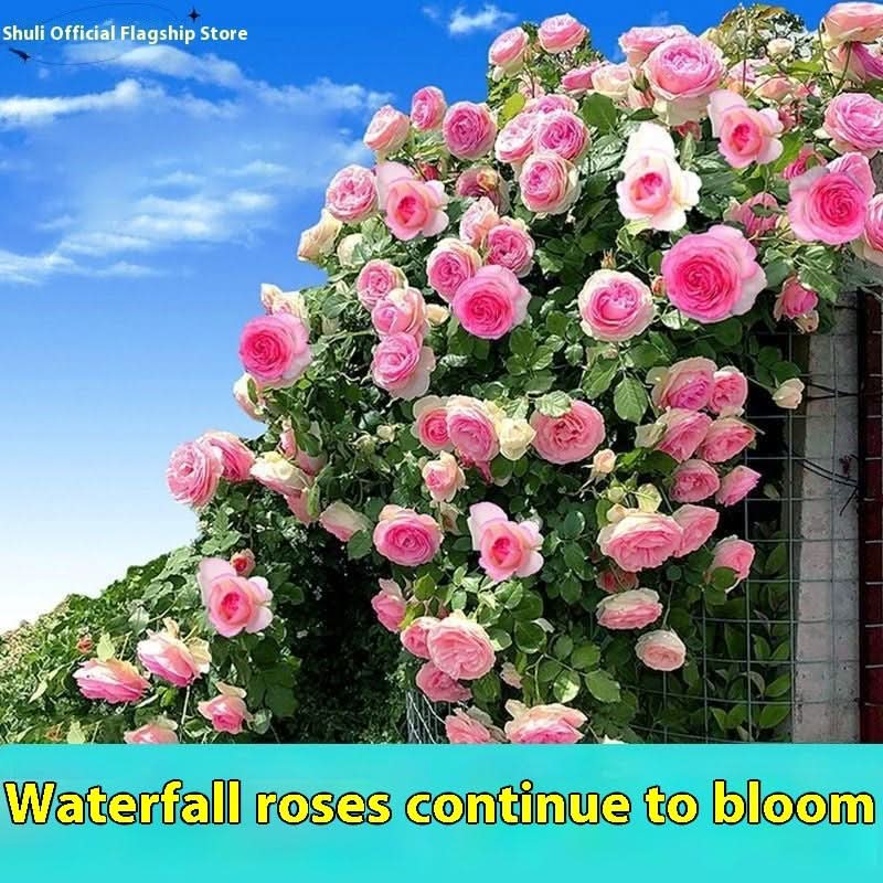 Climbing Rose Seeds – Four-Season Blooming Varieties for Walls, Fences & Trellises