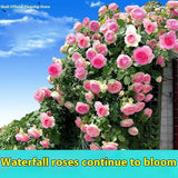 Climbing Rose Seeds – Four-Season Blooming Varieties for Walls, Fences & Trellises