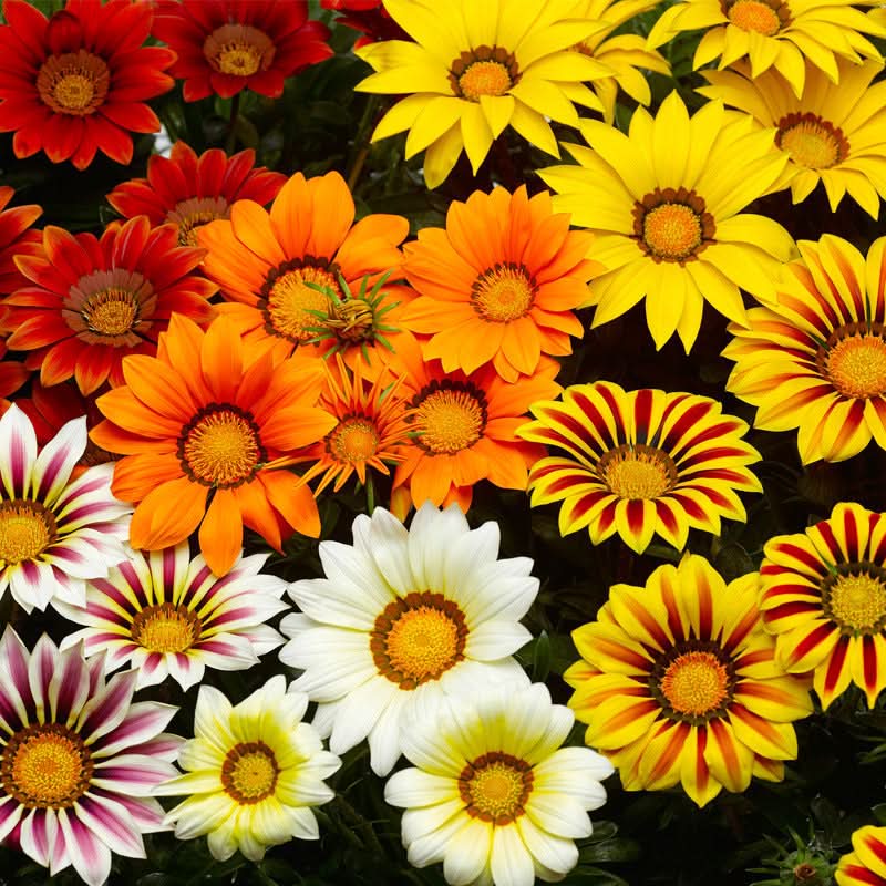 Gazania Rigens Mixed Color Seed Pack – 100 Seeds of Vibrant Flowering Varietie