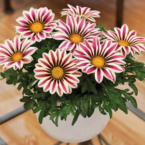 Gazania Rigens Mixed Color Seed Pack – 100 Seeds of Vibrant Flowering Varietie