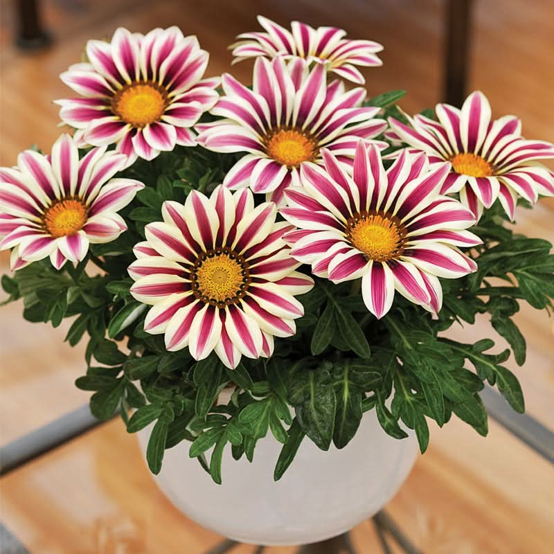 Gazania Rigens Mixed Color Seed Pack – 100 Seeds of Vibrant Flowering Varietie