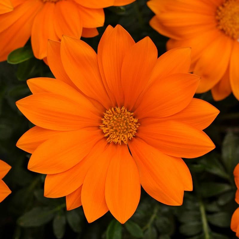 Gazania Rigens Mixed Color Seed Pack – 100 Seeds of Vibrant Flowering Varietie