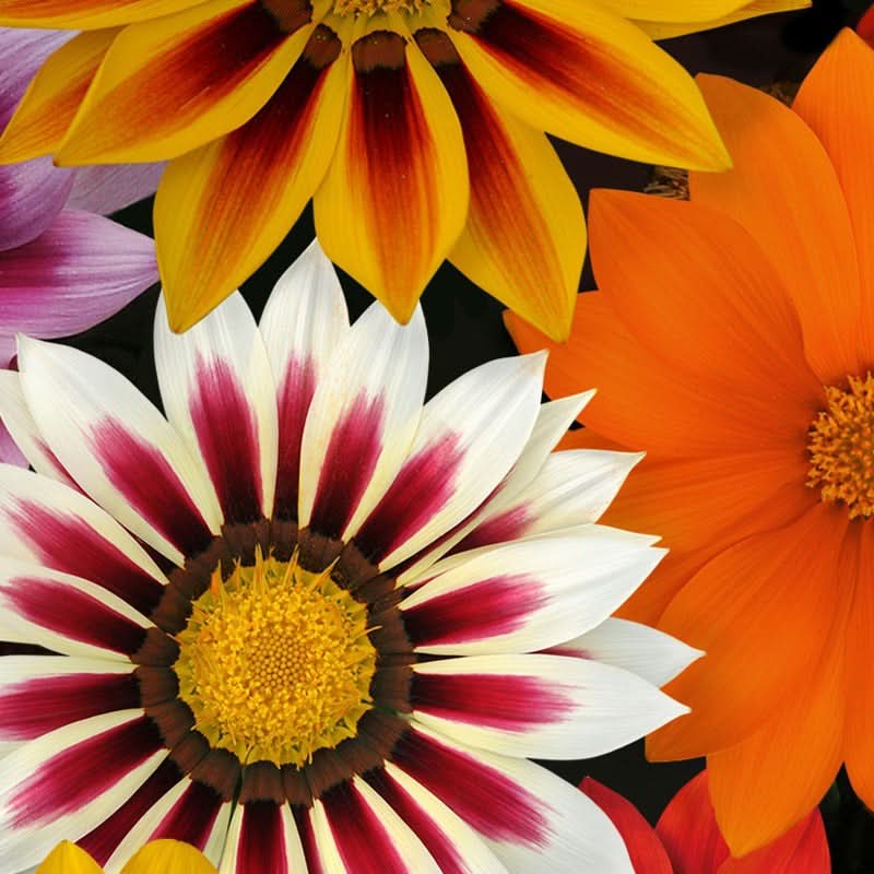 Gazania Rigens Mixed Color Seed Pack – 100 Seeds of Vibrant Flowering Varietie