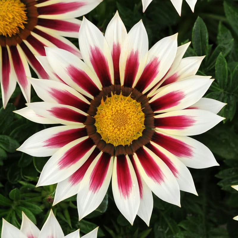 Gazania Rigens Mixed Color Seed Pack – 100 Seeds of Vibrant Flowering Varietie